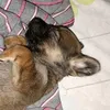 tori.nato