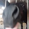 zitakoning
