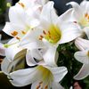 lilyamalyuta56