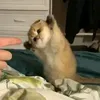 minhfengday