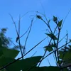 chapnhancuocsong241202
