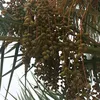 amir050809