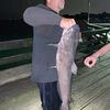 fiv3fish
