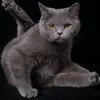 dgyuxctuu