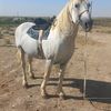 boxodir0099
