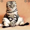 catface_