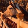 boshra_al_jaber