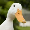 duck__787