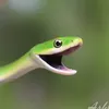 imma_snaake