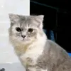 catcute.304