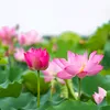 Tự hào Việt Nam