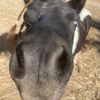 luvmylilherd