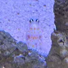 cino_0310