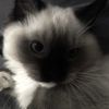 chocopillow3