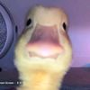 kaidance323
