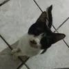 athosx_