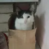 cat_pushok
