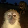 mnpigger