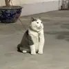 mimisky_7