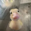 hihi66529