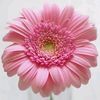 alomgir.hossain615