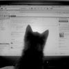 n0meowhere
