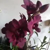 vanirodrigues55