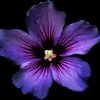 moras_azules_