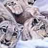 white_tiger78