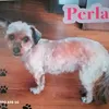 perla48971