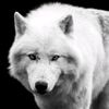 twhite1