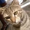 lunaismycat22