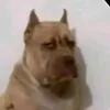 pachuteamcanguro
