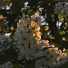 kikidinia_062