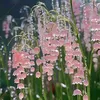 dynz_0102
