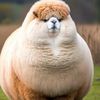 jake.kegle