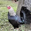 ramilmelad