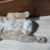 mimingmiming31