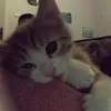 huynhanhhctee
