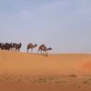 alyaamy9