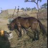 bouar.hamidou