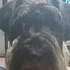 isaac_dog1
