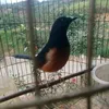 npluaglubneej519