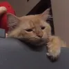 lhuy_w2811
