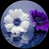 user85333162104268
