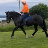 tiktok_archie_taylor