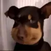 chin_chillin_no_cap