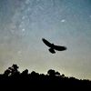 itzspacehawk