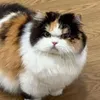 alousla