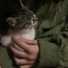 oreo_ss7